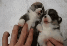 Animalitos GIF - Dog Cute Dog Puppy GIFs