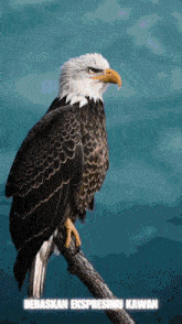 a bald eagle perched on a tree branch with the words " bebaskan ekspresiku kawan " below it