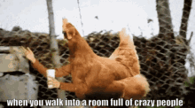 chicken waving room full of crazy people walk reverse walk