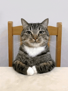 a cat is sitting on a wooden chair with its paws crossed
