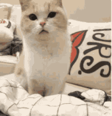 What Huh GIF - What Huh Cat Asks GIFs