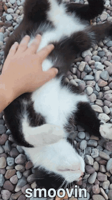 Lancer Tuxedo Cat GIF - Lancer Tuxedo Cat Smoov GIFs