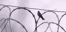 Fly Away Free GIF - Fly Away Free Locked Up GIFs