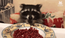 raccoon eating pomegranate hungry eating starving dinner time