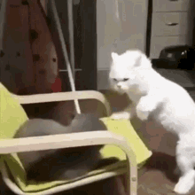 cats fight angry cute kitten