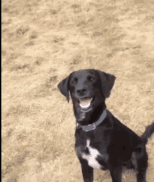 Gucci Dog Dogs GIF - Gucci Dog Dogs Smile GIFs