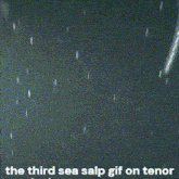 the third sea salp gif on tenor is displayed