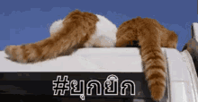 หางแมว ยุกยิก GIF - Cats Tail Cat GIFs