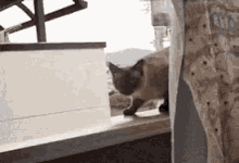 Suicidal Cat GIF - Suicidal Cat GIFs