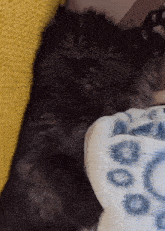 a black cat is sleeping on a blanket with blue circles on it