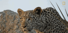 leopard kingdom