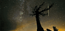 Tree Sky GIF - Tree Sky Moving GIFs