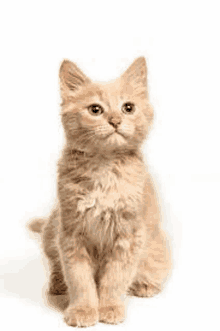 Gato GIF