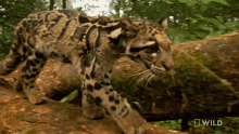 Meow Snow Leopard Day GIF - Meow Snow Leopard Day Indias Wild Leopards GIFs