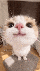 a close up of a cat with a pink nose