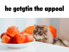 a cat is looking at a bowl of apples with the words he gettin the appeal above it