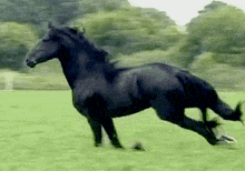 Beautiful Black Horse GIF - Beautiful Black Horse GIFs