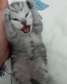 a person is holding a kitten with its mouth open and yawning .