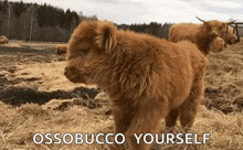 a baby highland cow standing in a field with the words ossobucco yourself written on the bottom .