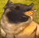 собака с бабочкой на носу собака и бабочка GIF - собака с бабочкой на носу собака и бабочка добрая собака GIFs