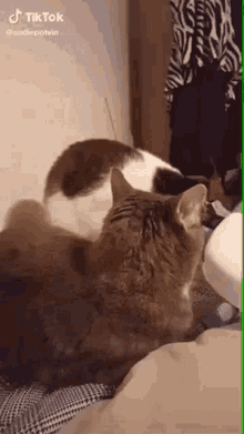 Cat Biting GIF