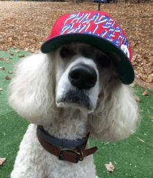 Phillies Fan Doggie Hat GIF - Phillies Fan Doggie Hat GIFs