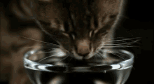 Slow Motion Cat Drinking Water GIF