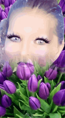 purple tulips flashing