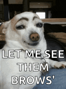 a picture of a dog with eyebrows and the words let me see them brows