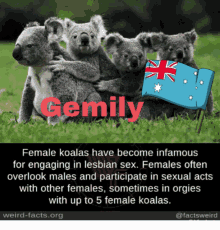 Gemily Australia GIF - Gemily Australia Koala GIFs