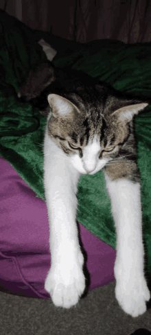 Cat Fatigue GIF - Cat Fatigue GIFs