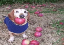 Apple Dog GIF - Apple Dog Apple Dog GIFs