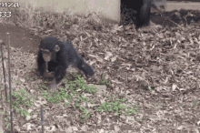 Baby Chimp GIF - Baby Chimp Baby Chimp GIFs