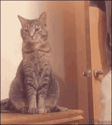 Cat Pet GIF - Cat Pet Sitting GIFs