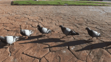 pigeons falling in line