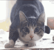 Shaq Cat GIF - Shaq Cat Shimmy GIFs