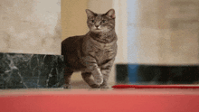 Mcmeme Mywillow GIF - Mcmeme Mywillow GIFs