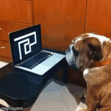 Funny Animals Dogs GIF - Funny Animals Dogs Shocked GIFs