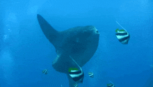 Sunfish Mola Mola GIF - Sunfish Mola Mola Ocean GIFs