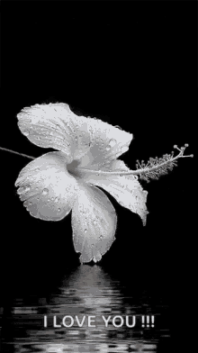 White Flower GIF