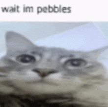 a cat is looking at the camera with the words wait im pebbles behind it