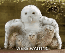 Owls Looking GIF - Owls Looking Protect GIFs
