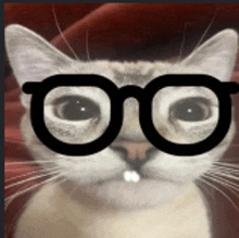 a close up of a cat wearing glasses on a red background