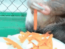 A Most Glamorous Life GIF - Sloth Eating Tired GIFs
