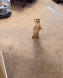 Dog Waiting For You GIF - Dog Waiting For You Whats Up GIFs
