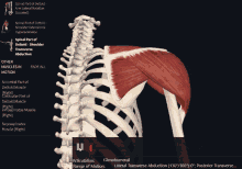 Spinal Part Deltoid GIF - Spinal Part Deltoid Shoulder Transverse Abduction GIFs