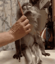 Monkey Comb Getting Combed Unbothered GIF - Monkey Comb Getting Combed Unbothered GIFs