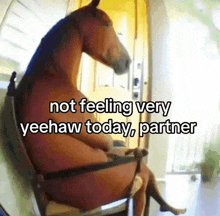 a horse is sitting in a chair with the words not feeling very yeehaw today , partner