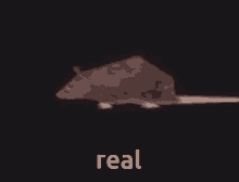 Real Horizontally Spinning Rat GIF - Real Horizontally Spinning Rat This Is Mine And Im Using This Tag So Then Nobody Else Can Find It Easily Except For Me GIFs