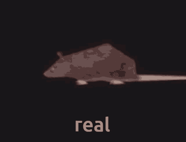 Real Horizontally Spinning Rat 